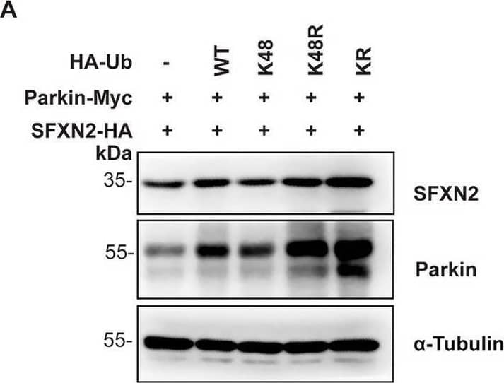 SFXN2 Antibody - BSA Free