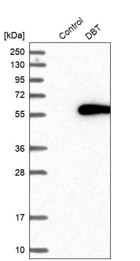 DBT Antibody - BSA Free Western Blot: DBT Antibody - BSA Free [NBP1-85963]