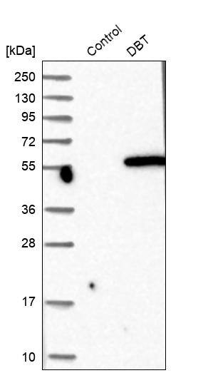 DBT Antibody - BSA Free Western Blot: DBT Antibody - BSA Free [NBP1-85964]