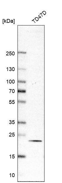 RAB18 Antibody - BSA Free Western Blot: RAB18 Antibody - BSA Free [NBP1-85966]
