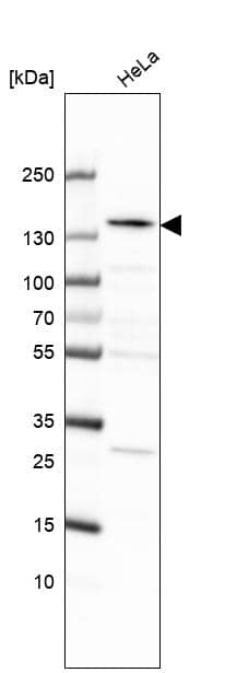 KIF1C Antibody - BSA Free Western Blot: KIF1C Antibody - BSA Free [NBP1-85978]