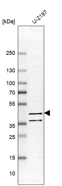 PDE7B Antibody - BSA Free Western Blot: PDE7B Antibody - BSA Free [NBP1-85987]