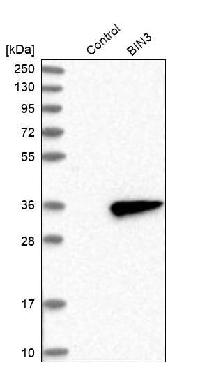 BIN3 Antibody - BSA Free Western Blot: BIN3 Antibody - BSA Free [NBP1-85988]