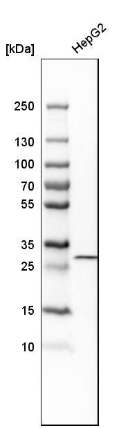 PROSC Antibody - BSA Free Western Blot: PROSC Antibody - BSA Free [NBP1-85991]