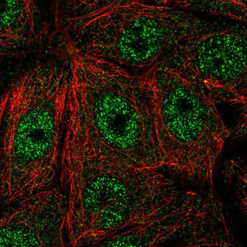 FAM117A Antibody - BSA Free Immunocytochemistry/ Immunofluorescence: FAM117A Antibody - BSA Free [NBP1-86007]