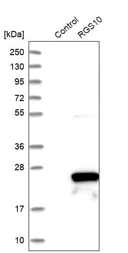 RGS10 Antibody - BSA Free Western Blot: RGS10 Antibody - BSA Free [NBP1-86020]