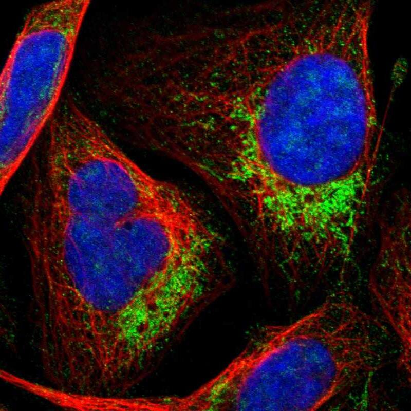 HINT2 Antibody - BSA Free Immunocytochemistry/ Immunofluorescence: HINT2 Antibody [NBP1-86024]