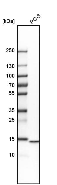 HINT2 Antibody - BSA Free Western Blot: HINT2 Antibody - BSA Free [NBP1-86024]
