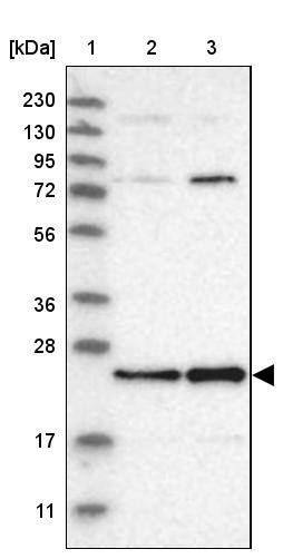 MALSU1 Antibody - BSA Free Western Blot: MALSU1 Antibody - BSA Free [NBP1-86026]