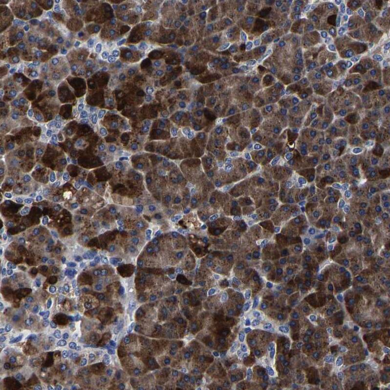 Carboxypeptidase A2/CPA2 Antibody - BSA Free Immunohistochemistry-Paraffin: Carboxypeptidase A2/CPA2 Antibody [NBP1-86028]