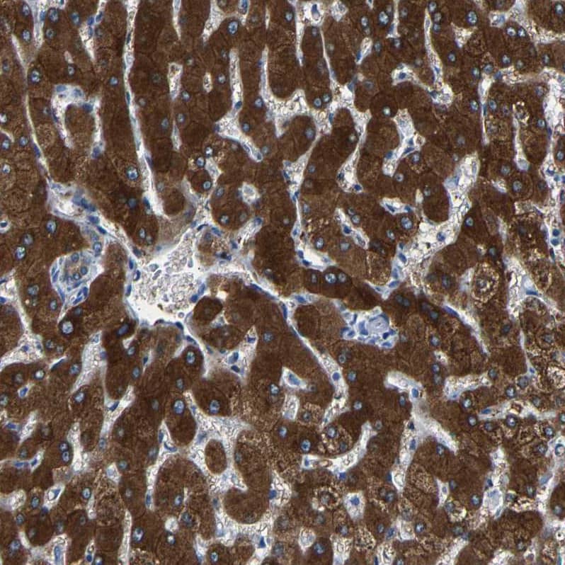 58K Golgi Protein Antibody - BSA Free Immunohistochemistry-Paraffin: 58K Golgi Protein Antibody - BSA Free [NBP1-86031]