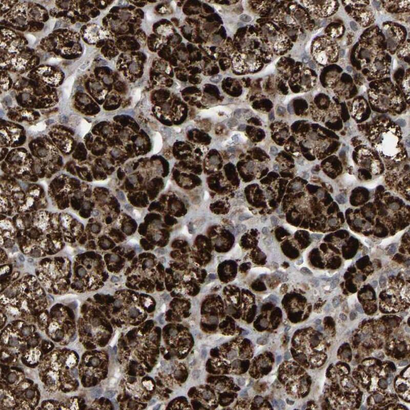 ZBED6 C-Terminal Like Antibody - BSA Free Immunohistochemistry-Paraffin: ZBED6 C-Terminal Like Antibody [NBP1-86035]