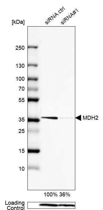 MDH2 Antibody - BSA Free Western Blot: MDH2 Antibody - BSA Free [NBP1-86036]