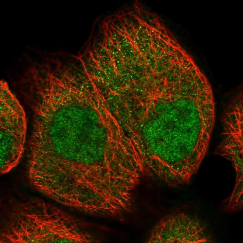UCH-L3 Antibody - BSA Free Immunocytochemistry/ Immunofluorescence: UCH-L3 Antibody [NBP1-86037]