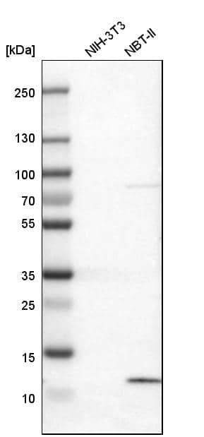 S100A13 Antibody - BSA Free Western Blot: S100A13 Antibody - BSA Free [NBP1-86039]