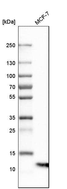 S100A13 Antibody - BSA Free Western Blot: S100A13 Antibody - BSA Free [NBP1-86039]