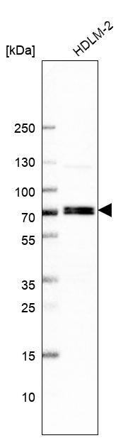 RFX5 Antibody - BSA Free Western Blot: RFX5 Antibody - BSA Free [NBP1-86041]
