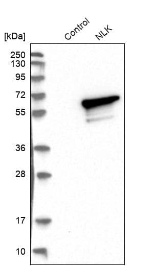 NLK Antibody - BSA Free Western Blot: NLK Antibody - BSA Free [NBP1-86047]