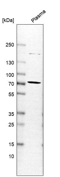 Chromogranin A Antibody - BSA Free Western Blot: Chromogranin A Antibody - BSA Free [NBP1-86056]
