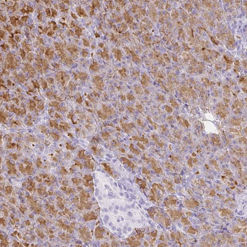 GP2 Antibody - BSA Free Immunohistochemistry-Paraffin: GP2 Antibody - BSA Free [NBP1-86061]