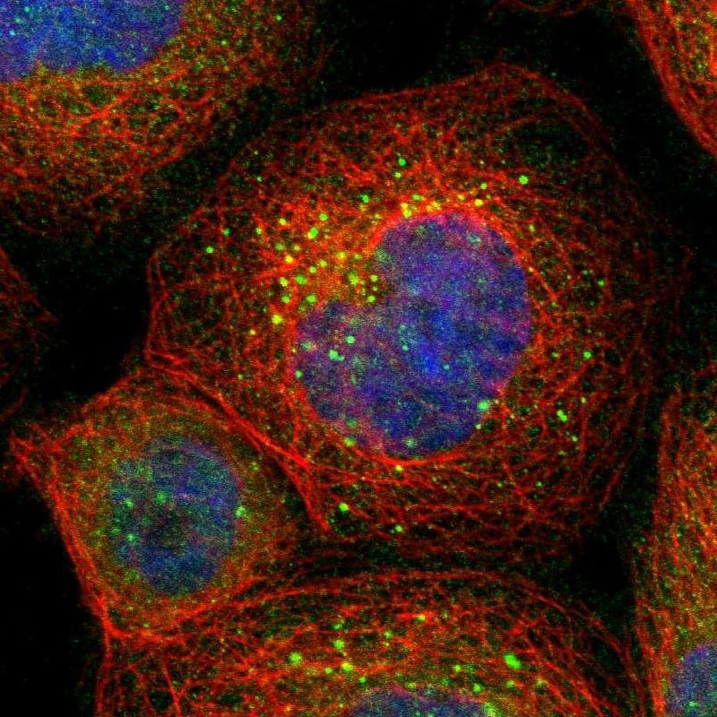 BAG5 Antibody - BSA Free Immunocytochemistry/ Immunofluorescence: BAG5 Antibody [NBP1-86065]
