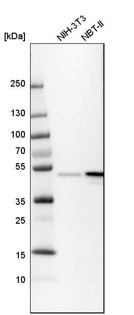 BAG5 Antibody - BSA Free Western Blot: BAG5 Antibody - BSA Free [NBP1-86065]