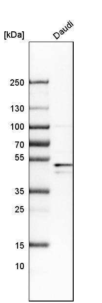 BAG5 Antibody - BSA Free Western Blot: BAG5 Antibody - BSA Free [NBP1-86065]