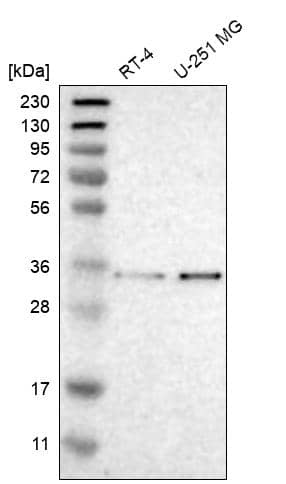 MFAP3 Antibody - BSA Free Western Blot: MFAP3 Antibody - BSA Free [NBP1-86067]