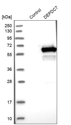DEPDC7 Antibody - BSA Free Western Blot: DEPDC7 Antibody - BSA Free [NBP1-86068]