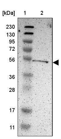 KIAA0513 Antibody - BSA Free Western Blot: KIAA0513 Antibody - BSA Free [NBP1-86075]