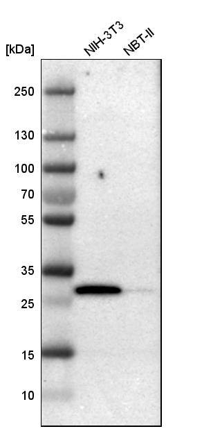 Latexin Antibody - BSA Free Western Blot: Latexin Antibody - BSA Free [NBP1-86079]