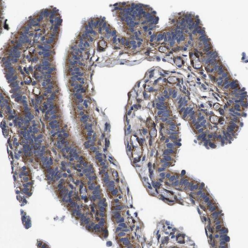 Wnt-10a Antibody - BSA Free Immunohistochemistry-Paraffin: Wnt-10a Antibody - BSA Free [NBP1-86081]