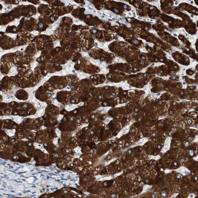 FMO3 Antibody - BSA Free Immunohistochemistry-Paraffin: FMO3 Antibody - BSA Free [NBP1-86083]