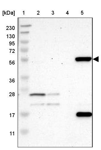 FMO3 Antibody - BSA Free Western Blot: FMO3 Antibody - BSA Free [NBP1-86083]