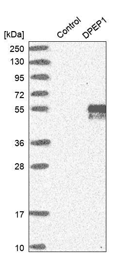 DPEP1 Antibody - BSA Free Western Blot: DPEP1 Antibody - BSA Free [NBP1-86087]