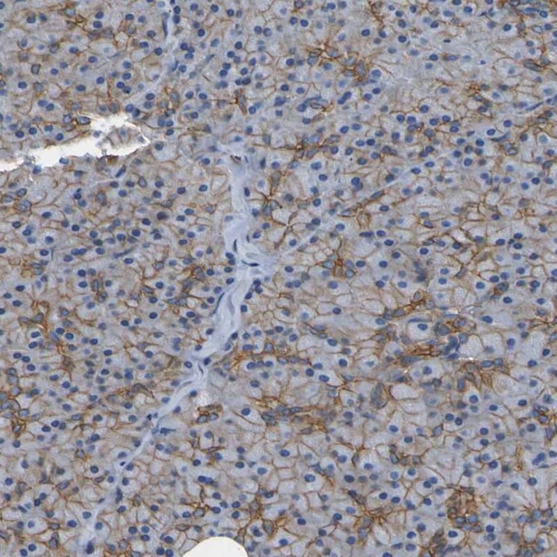 Spectrin beta 2 Antibody - BSA Free Immunohistochemistry-Paraffin: Spectrin beta 2 Antibody - BSA Free [NBP1-86088]