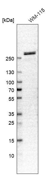 Spectrin beta 2 Antibody - BSA Free Western Blot: Spectrin beta 2 Antibody - BSA Free [NBP1-86088]