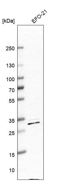 DDAH2 Antibody - BSA Free Western Blot: DDAH2 Antibody - BSA Free [NBP1-86092]