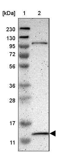 MRPL52 Antibody - BSA Free Western Blot: MRPL52 Antibody - BSA Free [NBP1-86094]