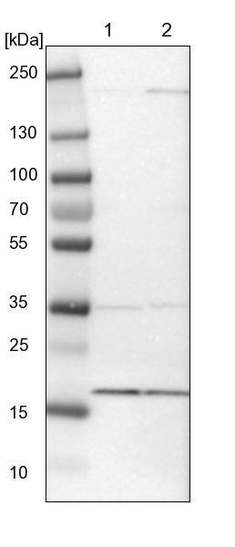 MRPL52 Antibody - BSA Free Western Blot: MRPL52 Antibody - BSA Free [NBP1-86094]