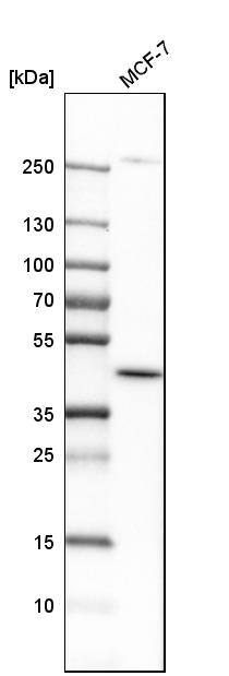 DHODH Antibody - BSA Free Western Blot: DHODH Antibody - BSA Free [NBP1-86097]