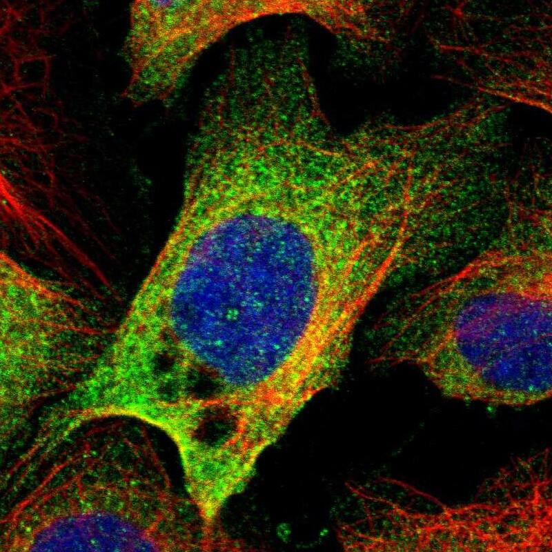 EFCAB14 Antibody - BSA Free Immunocytochemistry/ Immunofluorescence: EFCAB14 Antibody [NBP1-86098]