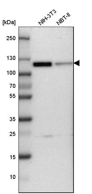 CUL4B Antibody - BSA Free Western Blot: CUL4B Antibody - BSA Free [NBP1-86099]