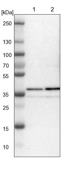 NAPG Antibody - BSA Free Western Blot: NAPG Antibody - BSA Free [NBP1-86101]