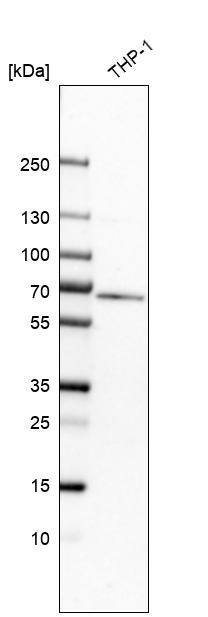 Myotubularin Antibody - BSA Free Western Blot: Myotubularin Antibody - BSA Free [NBP1-86107]