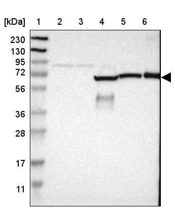 GAB3 Antibody - BSA Free Western Blot: GAB3 Antibody - BSA Free [NBP1-86111]