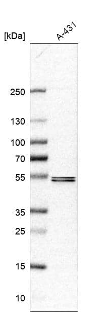 SOX7 Antibody - BSA Free Western Blot: SOX7 Antibody - BSA Free [NBP1-86116]