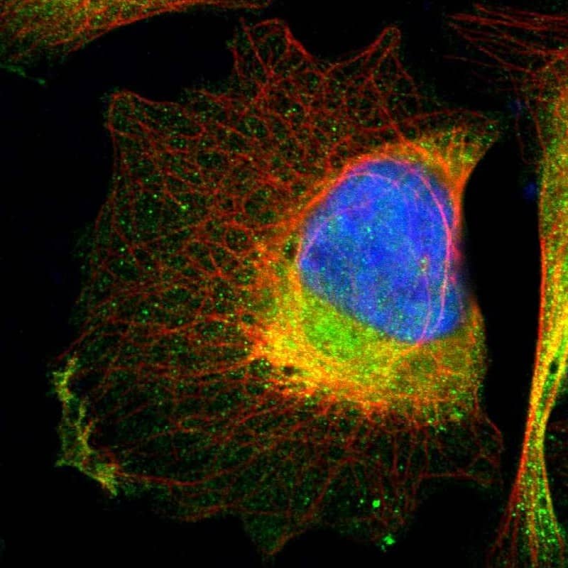 Integrin alpha 7 Antibody - BSA Free Immunocytochemistry/ Immunofluorescence: Integrin alpha 7 Antibody [NBP1-86118]