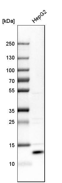 SELK Antibody - BSA Free Western Blot: SELK Antibody - BSA Free [NBP1-86120]