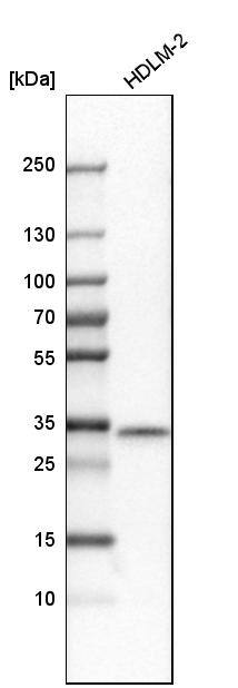 STX11 Antibody - BSA Free Western Blot: STX11 Antibody - BSA Free [NBP1-86122]